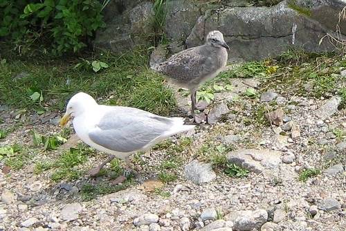 Herring Gull Chick by foxypar4 is licensed under CC BY 2.0